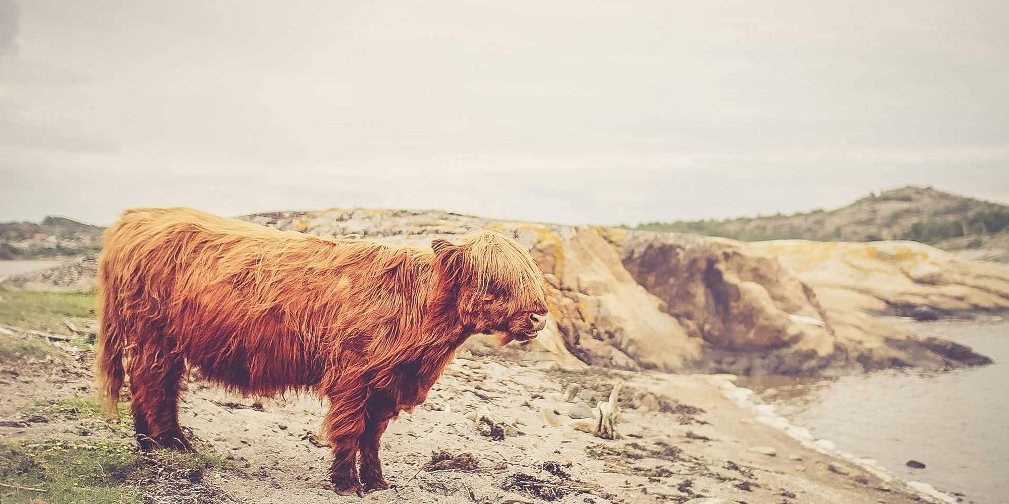 浏览器指纹深度解析：隐藏的追踪器
